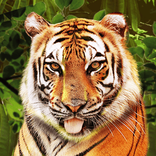 Big Cat Rescue Megaways™ von Red Tiger